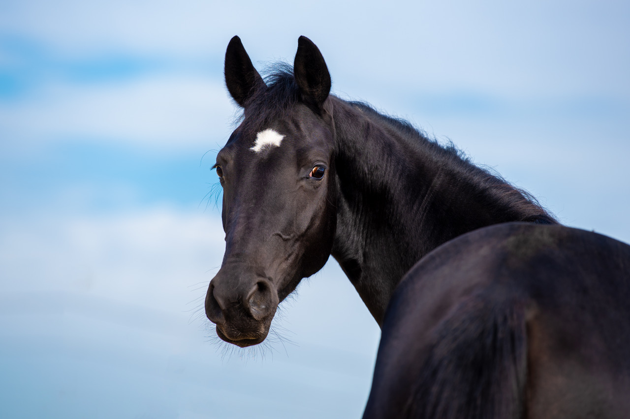 Absurd Inademen Roest Dressuurpaard Te Koop - Mijn paard te koop aanbieden